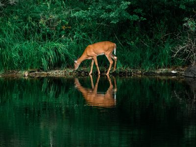 a deer drinking water from a lake surrounded by trees